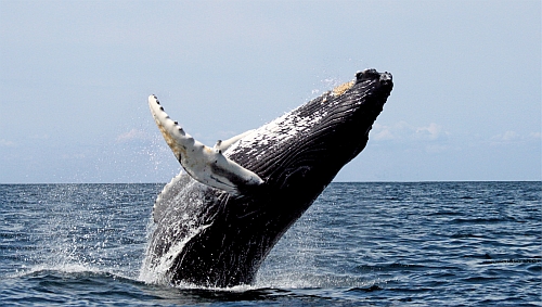 Whale watching in Newfoundland