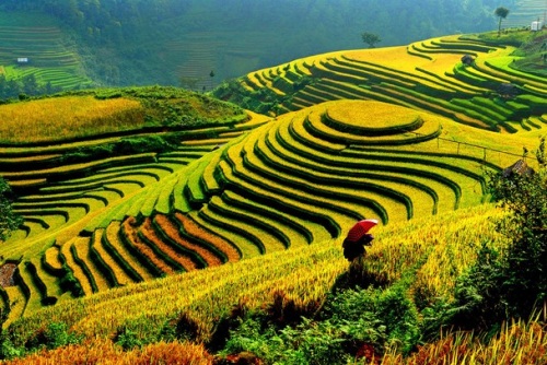 Rice terrace in Vietnam