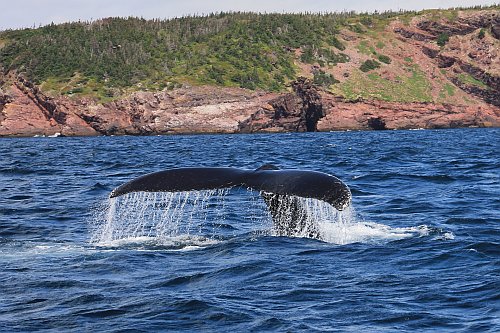 A whale in Newfoundland