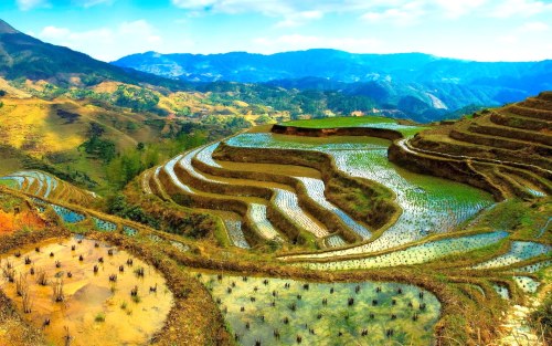 Rice terraces in the Philippines