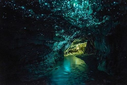 Glowworm cave near Auckland, New Zealand