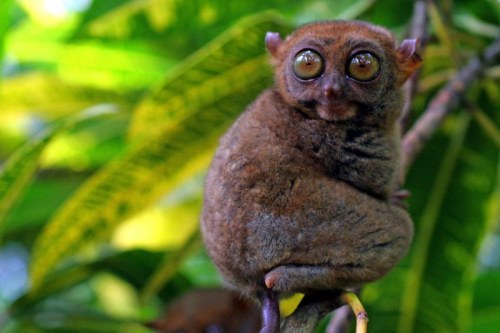 A tarsier on Cebu in the Philippines