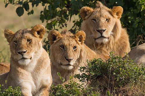 Lions in Kenya