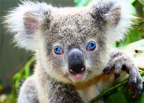 Koala in Australia